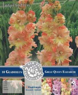GOFREERITUD GLADIOOL KAPITEYN "GREAT QUEEN ELIZABETH" 10TK PAKIS