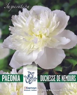 POJENG DUCHESSE DE NEMOURS