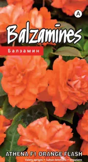 SEEMNED KURZEMES SEKLAS SULTAN-LEMMALTS ATHENA FORMULA ORANGE FLASH 5 S