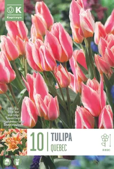 LILLESIBUL KAPITEYN GREIGI TULP "QUEBEC"