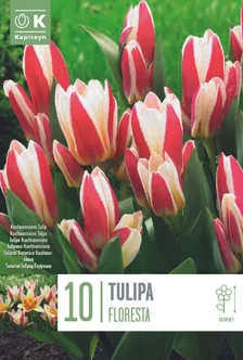 LILLESIBUL KAPITEYN KAUFMANNI TULP "FLORESTA"