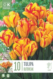 LILLESIBUL KAPITEYN TRIUMFTULP "DWARF OUTBREAK"