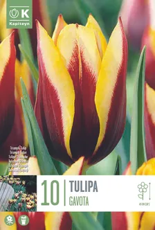 LILLESIBUL KAPITEYN TRIUMFTULP "GAVOTA"