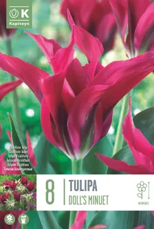 LILLESIBUL KAPITEYN ROHELISEÕIELINE TULP "DOLL'S MINUET"