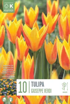 LILLESIBUL KAPITEYN KAUFMANNI TULP "GIUSEPPE VERDI"