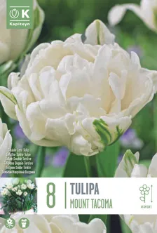 LILLESIBUL KAPITEYN TÄIDISÕIELINE TULP "MOUNT TACOMA"