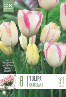 LILLESIBUL KAPITEYN MITMEÕIELINE TULP "GRACELAND"
