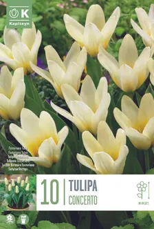 LILLESIBUL KAPITEYN KAUFMANNI TULP "JOHANN STRAUSS"