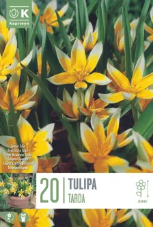 LILLESIBUL KAPITEYN TULP "TARDA"