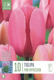 LILLESIBUL KAPITEYN DARWINHÜBRIIDTULP "PINK IMPRESSION"