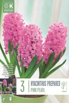 LILLESIBUL KAPITEYN HÜATSINT EARLY FORCING PINK PEARL