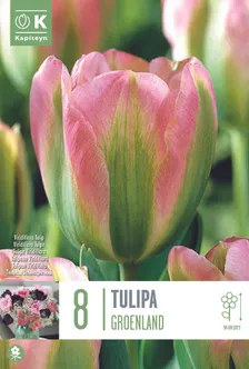 LILLESIBUL KAPITEYN ROHELISEÕIELINE TULP "GROENLAND"