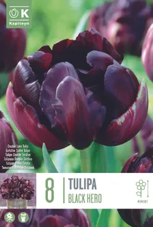 LILLESIBUL KAPITEYN TÄIDISÕIELINE TULP "BLACK HERO"