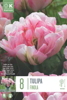 LILLESIBUL KAPITEYN TÄIDISÕIELINE TULP "FINOLA"