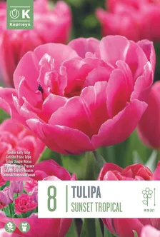 LILLESIBUL KAPITEYN TÄIDISÕIELINE TULP "SUNSET TROPICAL"