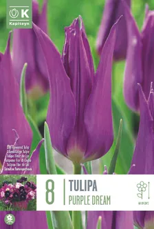 LILLESIBUL KAPITEYN LIILIAÕIELINE TULP "PURPLE DREAM"