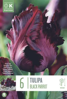 LILLESIBUL KAPITEYN PAPAGOITULP "BLACK PARROT"