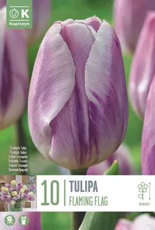 LILLESIBUL KAPITEYN TRIUMFTULP "FLAMING FLAG"