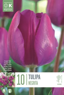 LILLESIBUL KAPITEYN TRIUMFTULP "NEGRITA"
