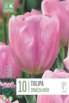LILLESIBUL KAPITEYN TRIUMFTULP "SYNAEDA AMOR"