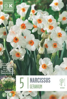 LILLESIBUL KAPITEYN TATSETT-NARTSISS "GERANIUM"