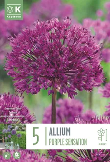 LILLESIBUL KAPITEYN AFLATUNI LAUK "PURPLE SENSATION"