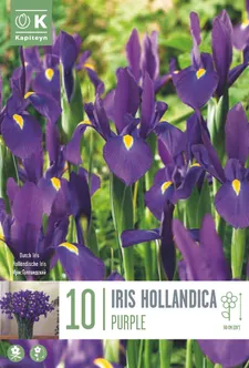 LILLESIBUL KAPITEYN HOLLANDI IIRIS