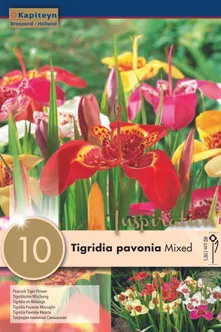 LILLESIBULAD KAPITEYN TIIGERLILL SEGU 10TK PAKIS