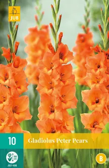 LILLESIBUL GLADIOOL PETER PEARS 10TK