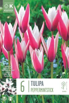 LILLESIBUL KAPITEYN HÄBELIK TULP "PEPPERMINTSTICK"