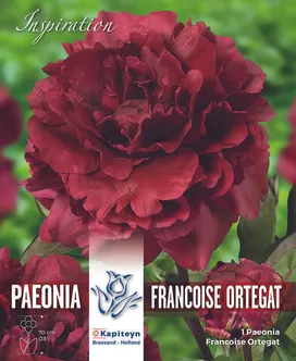 POJENG FRANCOISE ORTEGAT KAPITEYN