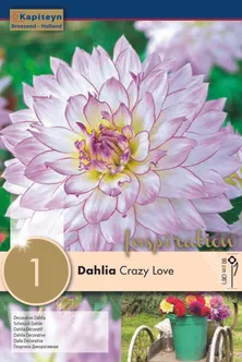 DAALIA KAPITEYN "CRAZY LOVE" 1TK PAKIS