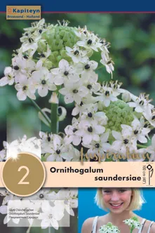 HIID-LINNUPIIM KAPITEYN 2TK PAKIS