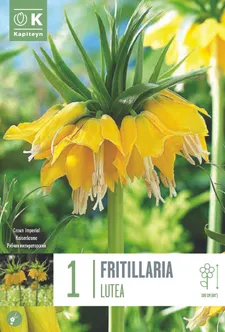 LILLESIBUL KAPITEYN KÕRGE PÜVILILL "LUTEA" 1TK PAKIS