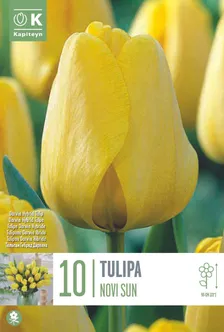 LILLESIBUL KAPITEYN DARWINHÜBRIIDTULP "NOVISUN" 10TK PAKIS