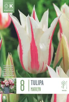 LILLESIBUL KAPITEYN LIILIAÕIELINE TULP "FLOWERED MARILYN" 8TK PAKIS