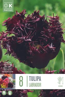 LILLESIBUL KAPITEYN NARMASÕIELINE TULP "LABRADOR" 8TK PAKIS