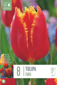 LILLESIBUL KAPITEYN NARMASÕIELINE TULP "FABIO" 8TK PAKIS