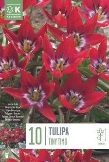LILLESIBUL KAPITEYN TULP "TINY TIMO" 10TK PAKIS