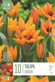 LILLESIBUL KAPITEYN TULP "SHOGUN" 10TK PAKIS