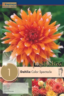 DAALIA KAPITEYN "COLOR SPECTACLE" 1TK PAKIS