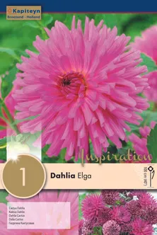 DAALIA KAPITEYN "ELGA" 1TK PAKIS