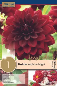 DAALIA KAPITEYN "ARABIAN NIGHT" 1TK PAKIS