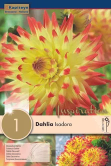 DAALIA KAPITEYN "ISADORA" 1TK PAKIS