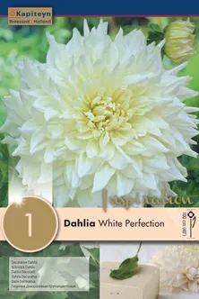 DAALIA KAPITEYN "WHITE PERFECTION" 1TK PAKIS