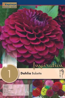 DAALIA KAPITEYN "BABETTE" 1TK PAKIS