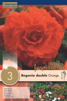 BEGOONIA KAPITEYN TOPELTÕIELINE ORANŽ 3TK PAKIS