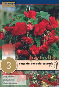 RIPPBEGOONIA KAPITEYN PUNANE 3TK PAKIS