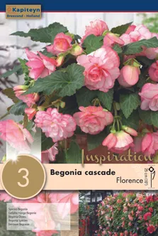 RIPPBEGOONIA KAPITEYN "FLORENCE" 3TK PAKIS