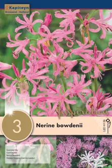 SUUREÕIELINE NÄKILILL KAPITEYN 3TK PAKIS